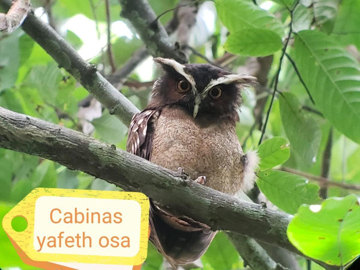 Cabins Yafeth Osa Drakes Bay Eksteriør billede